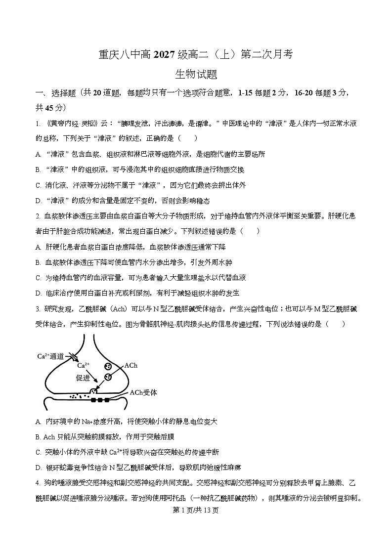 重庆市沙坪坝区重庆市第八中学2025-2026学年高二上学期12月月考生物试题（原卷版）第1页