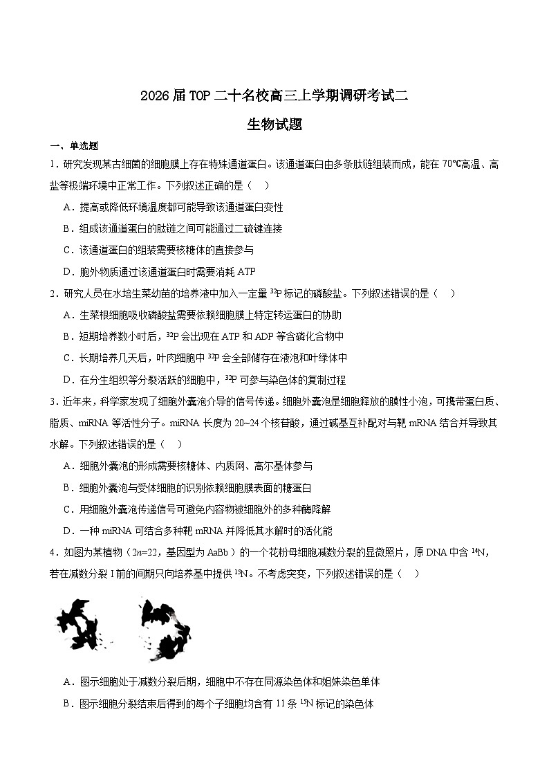 河南省TOP二十名校2026届高三上学期12月调研考试二生物试卷（Word版附答案）第1页