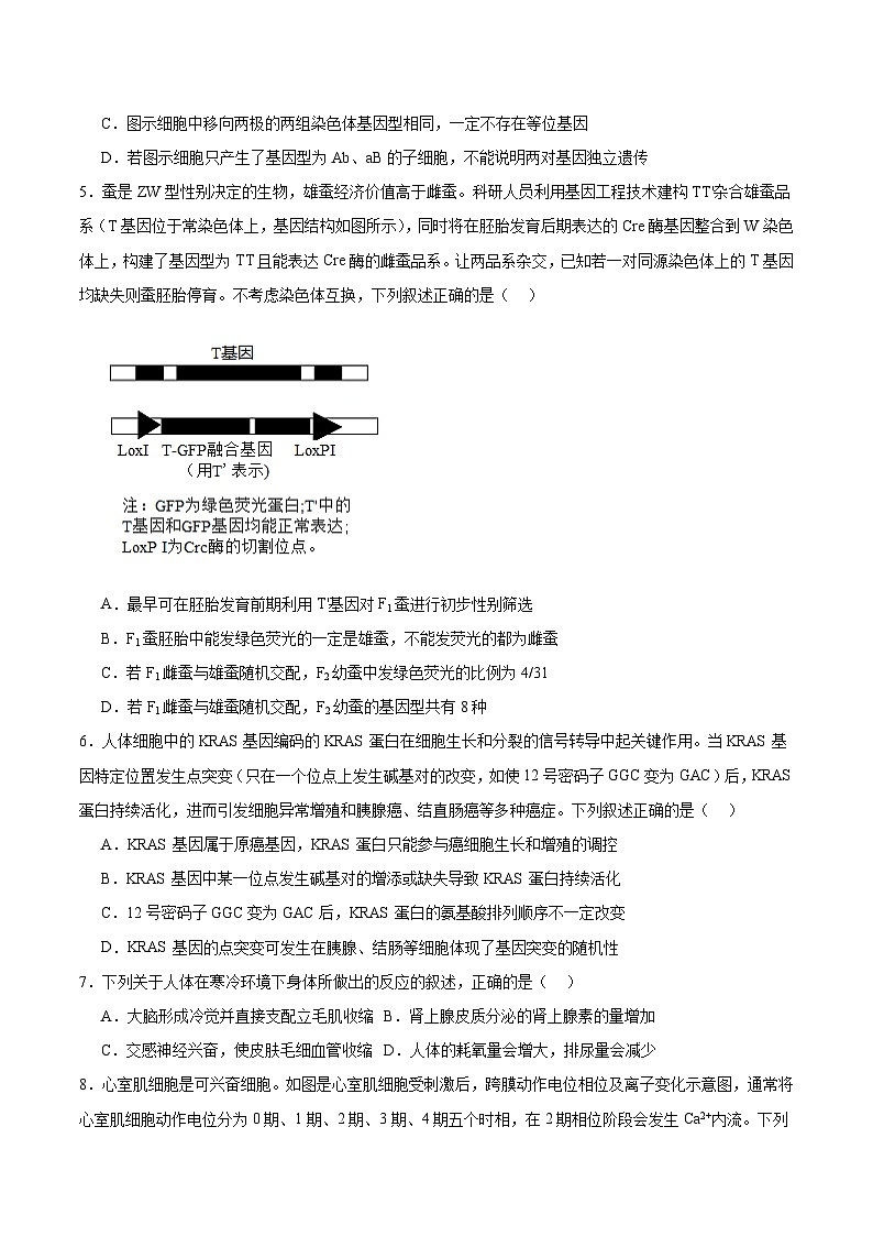河南省TOP二十名校2026届高三上学期12月调研考试二生物试卷（Word版附答案）第2页