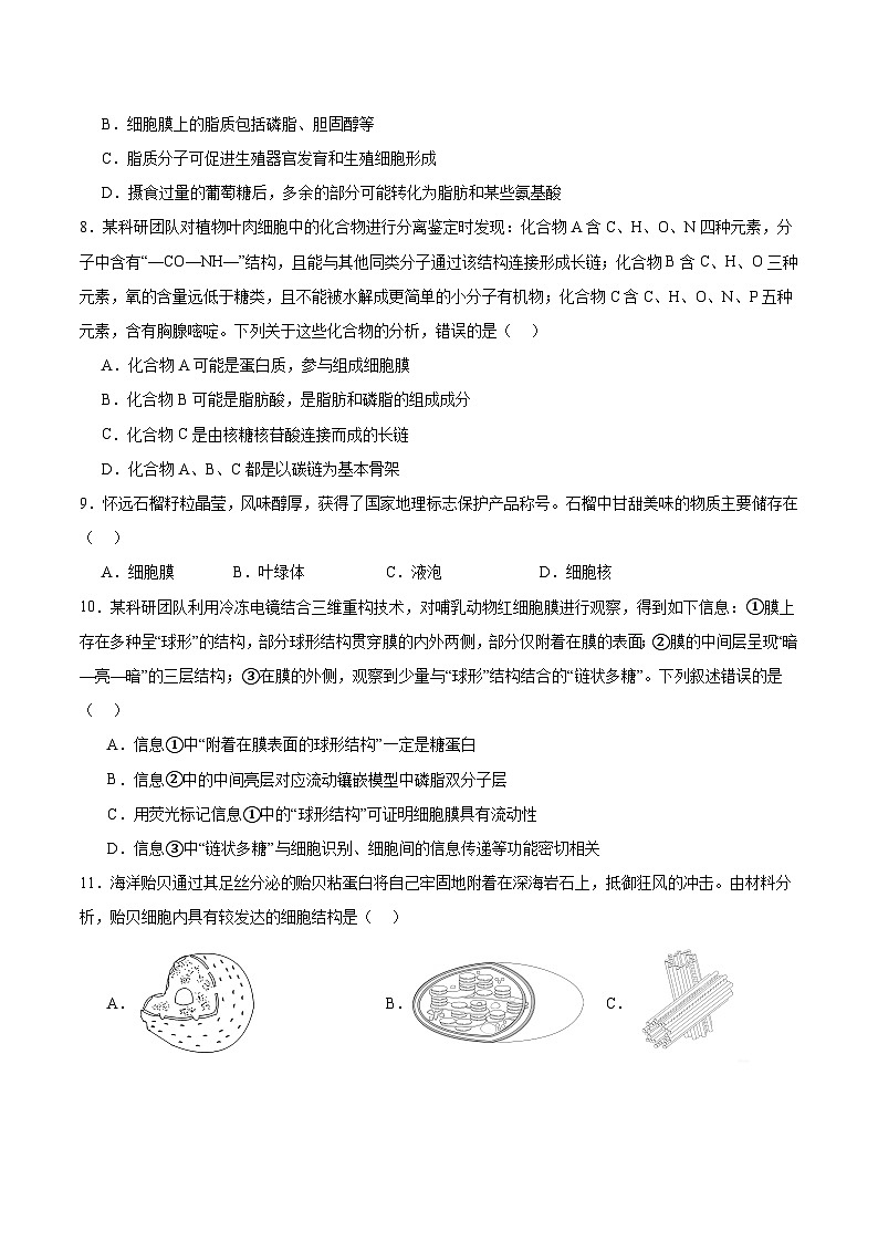 安徽省部分重点高中2025-2026学年高一上学期11月期中质量检测 生物试卷（含答案）第3页