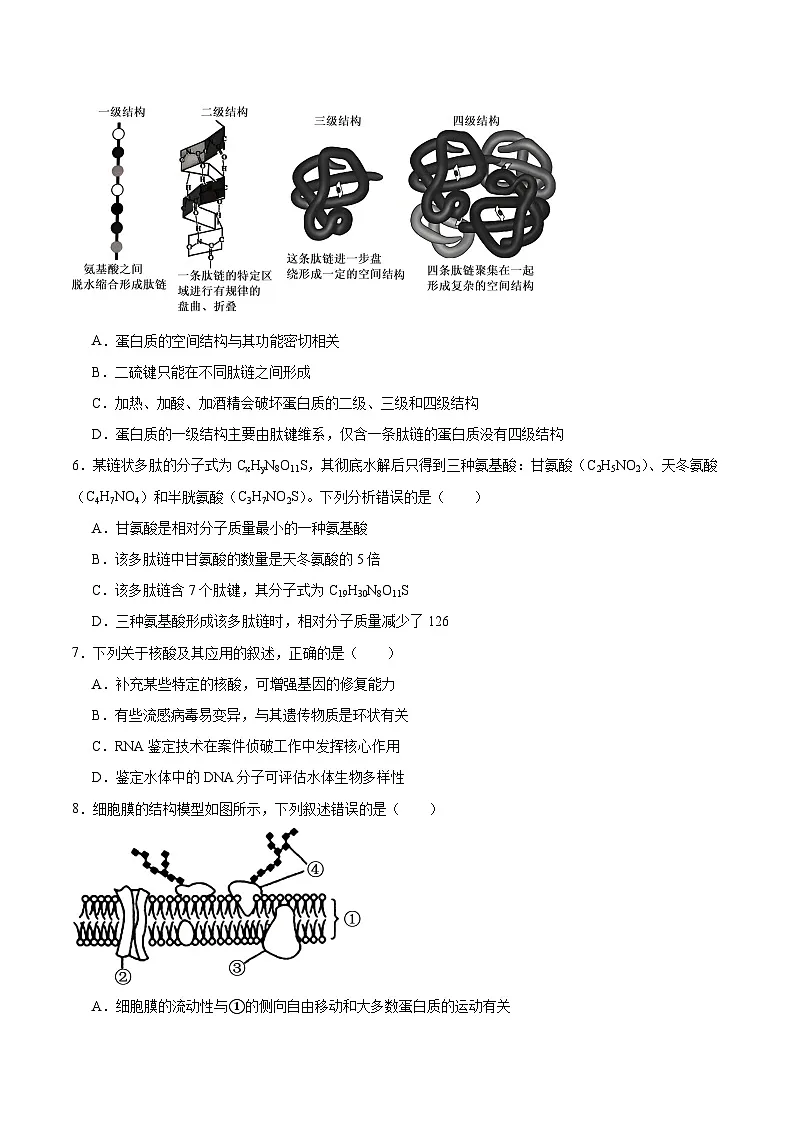 河北省五所名校2025-2026学年高一上学期11月期中联考试题 生物(含答案）第2页