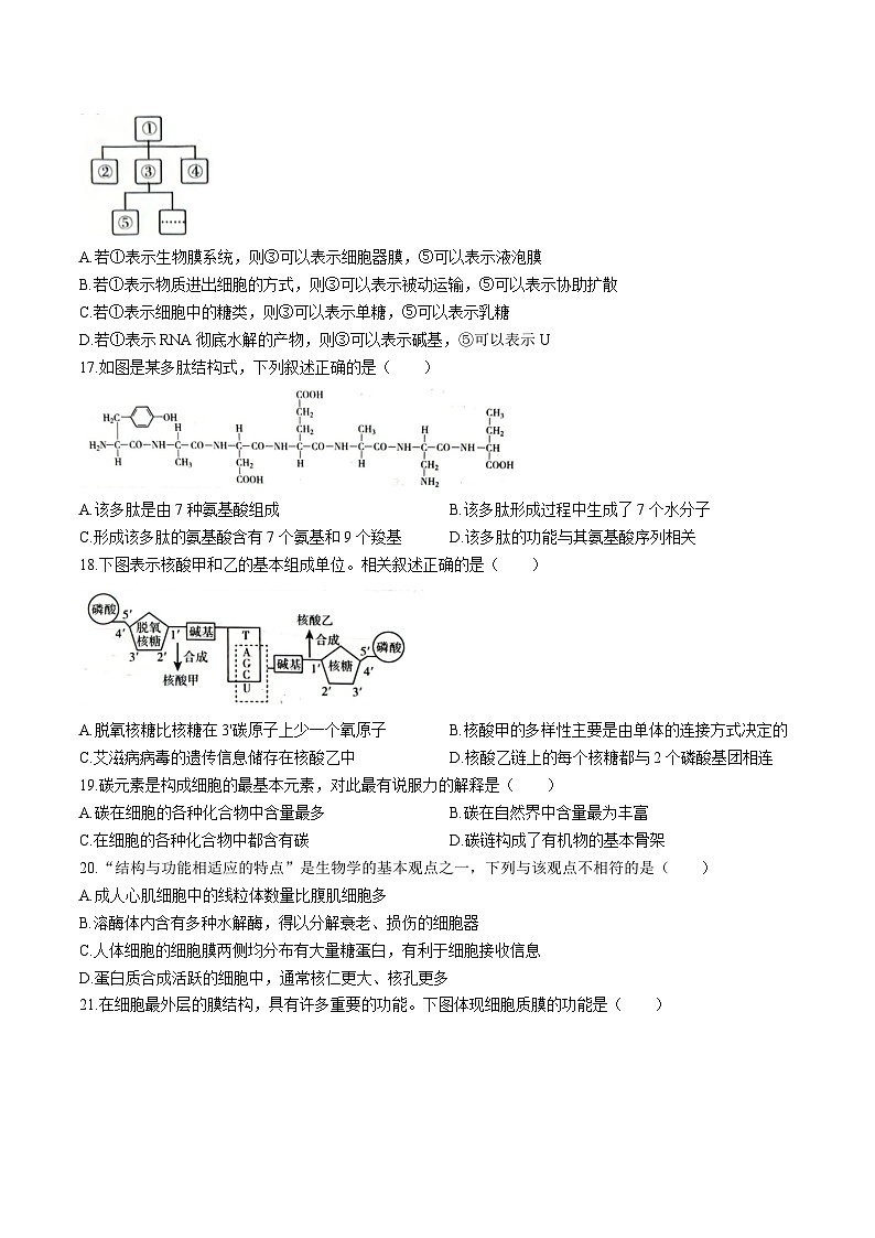 江苏省无锡市2025-2026学年高一上学期11月期中调研考试 生物（含答案）第3页