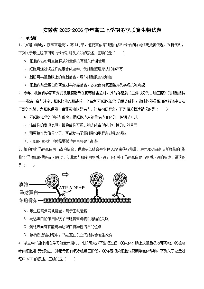 安徽省部分重点高中2025-2026学年高二上学期12月联考试卷 生物(含答案）第1页