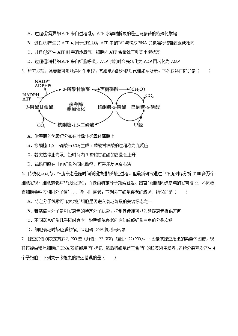 安徽省部分重点高中2025-2026学年高二上学期12月联考试卷 生物(含答案）第2页