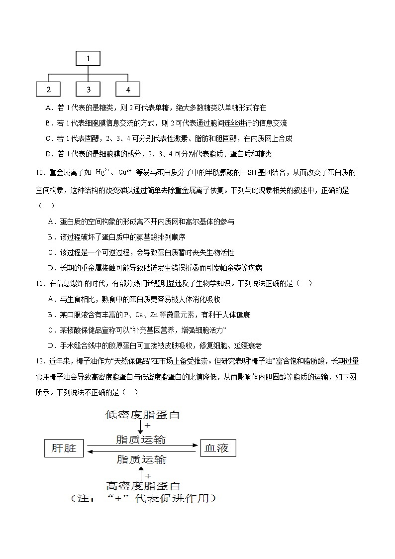 湖北省黄冈市部分高中2025-2026学年高一上学期期中考试生物试题（Word版附答案）第3页
