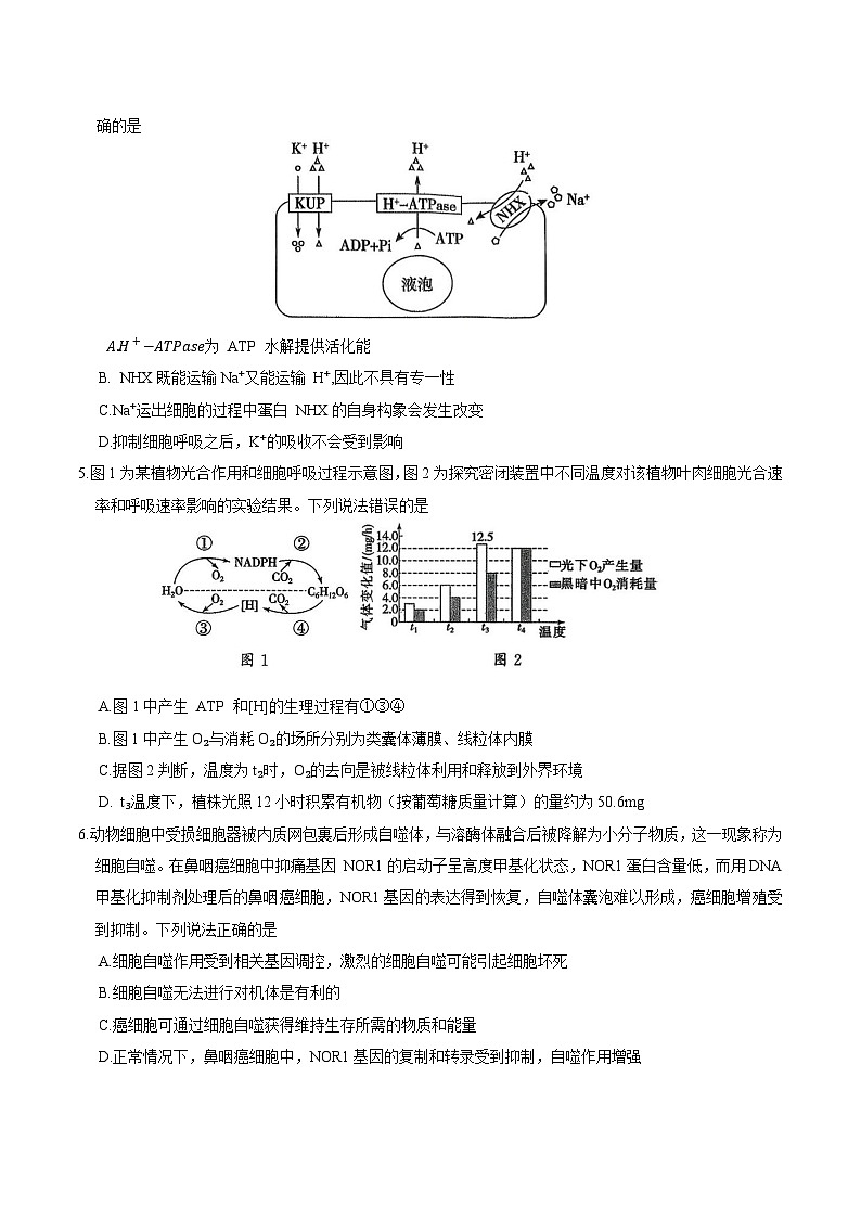 山东省新高考联合质量测评2026届高三上学期12月联考 生物试卷（含答案）第2页