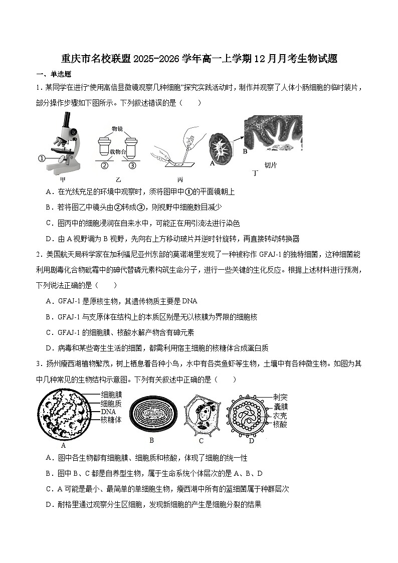 重庆市名校联盟2025-2026学年高一上学期第二次联合考试（12月）生物试卷（含答案）第1页