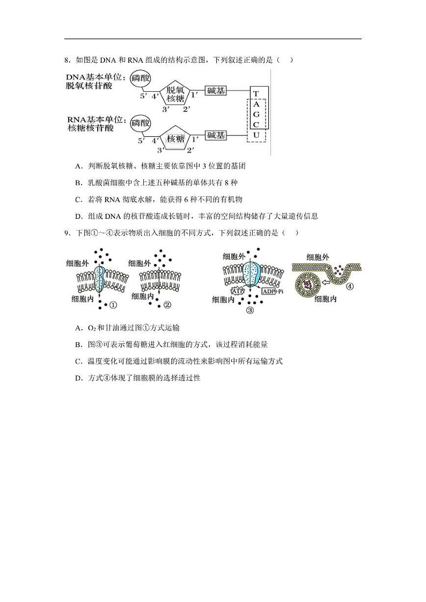 湖南省岳阳市汨罗市第二中学2025-2026学年高一上学期12月月考生物试题（含答案）第3页