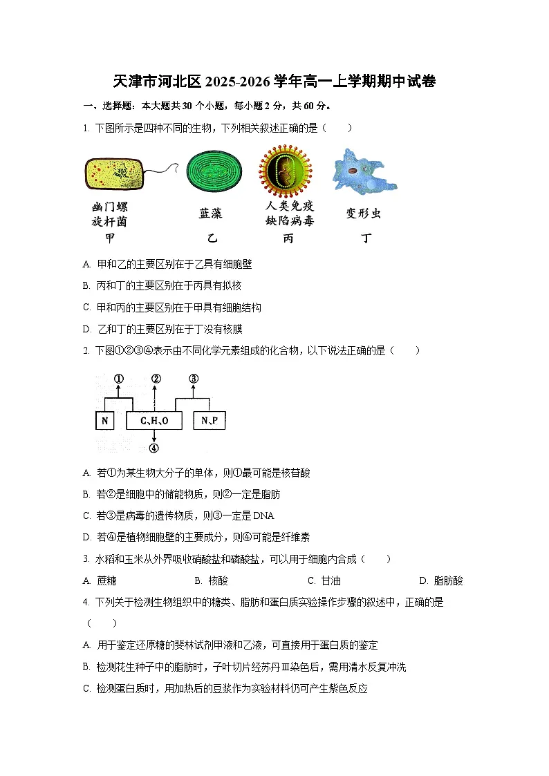 【生物】天津市河北区2025-2026学年高一上学期期中试卷（学生版）第1页