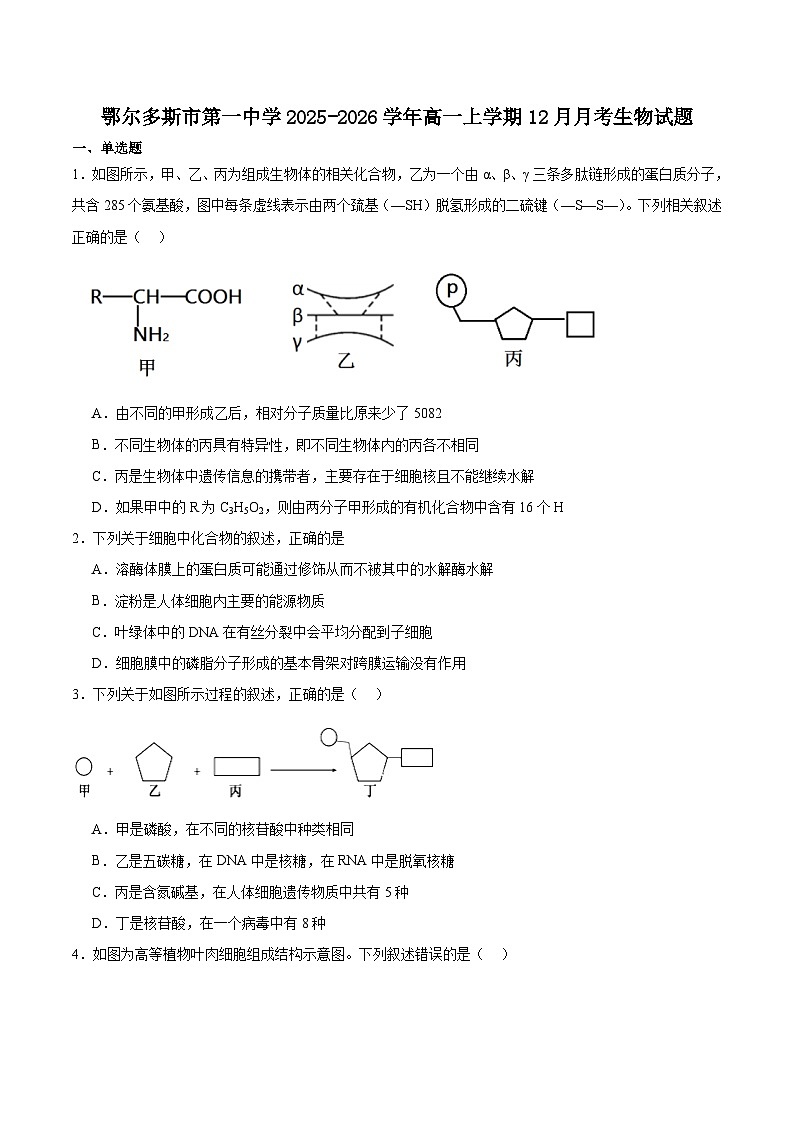 内蒙古自治区鄂尔多斯市第一中学2025-2026学年高一上学期12月月考生物试卷（含答案）第1页