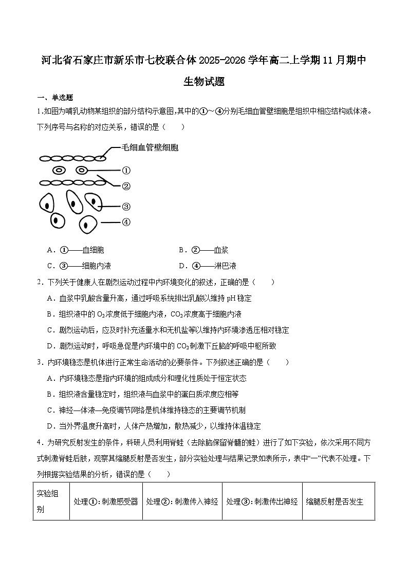 河北省石家庄市新乐市七校联合体2025-2026学年高二上学期期中考试生物试题（Word版附答案）第1页
