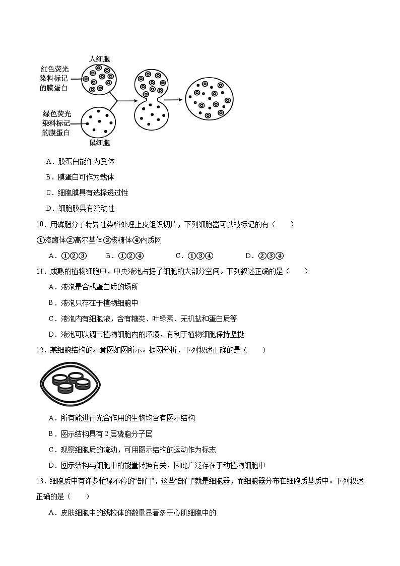 河北省邢台市质检联盟2025-2026学年高一上学期11月期中考试生物试题（Word版附答案）第3页