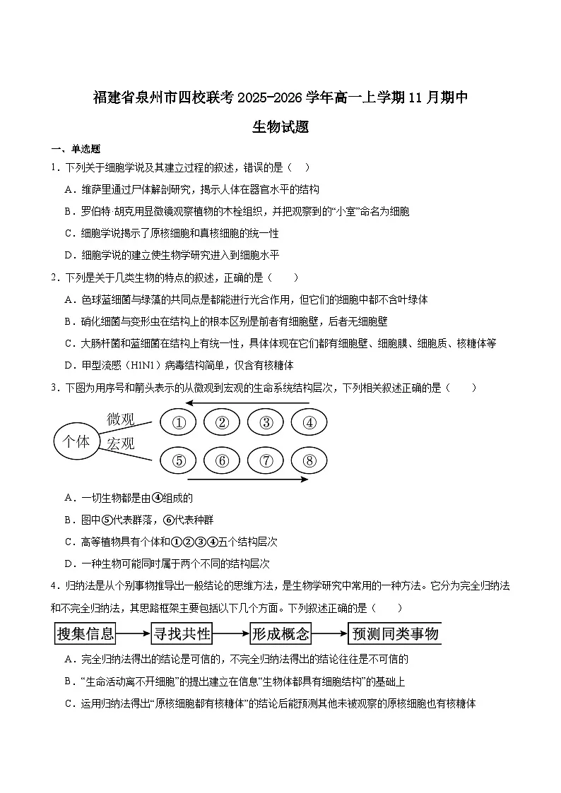 福建省泉州市四校联考2025-2026学年高一上学期11月期中考试生物试题（Word版附答案）第1页