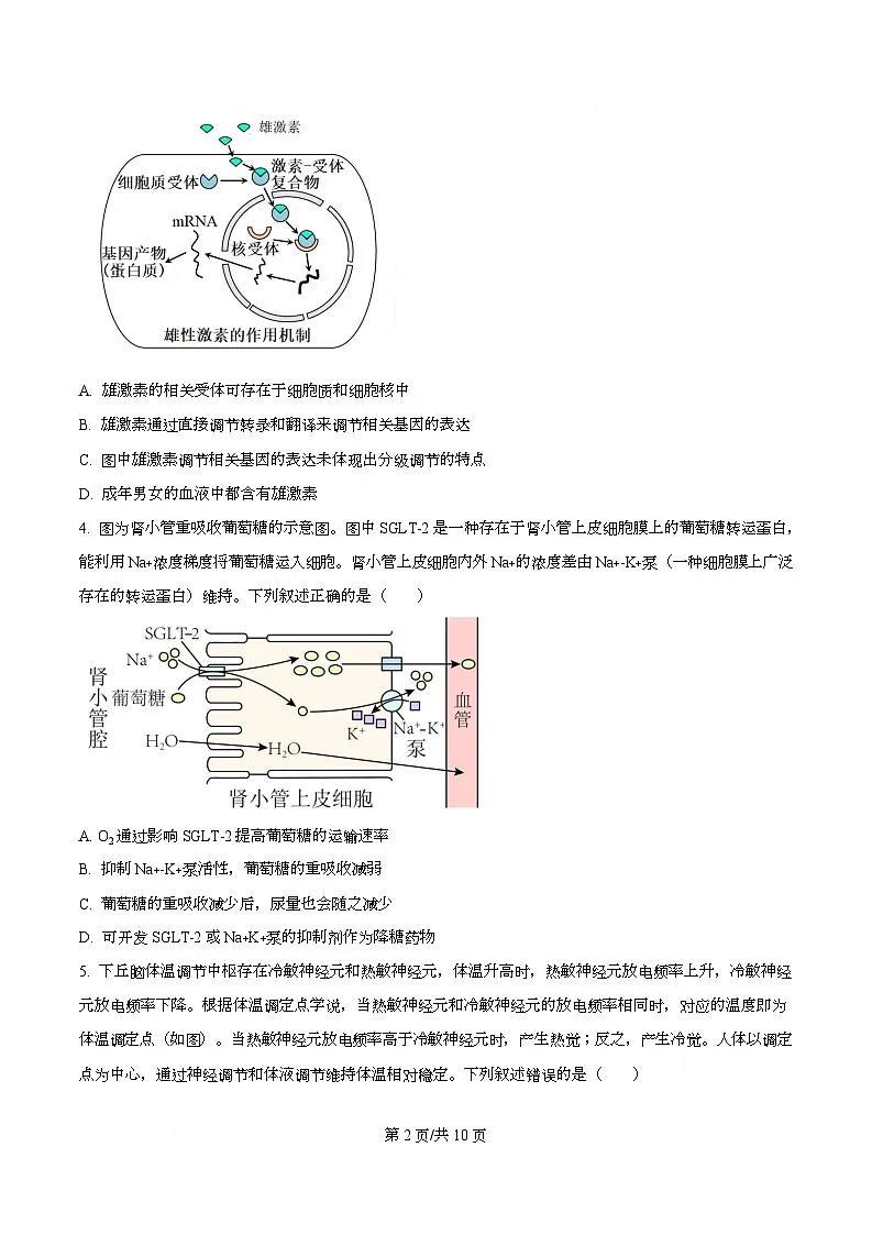 湖北省武汉市武昌区湖北省武昌实验中学2025-2026学年高二上学期12月月考生物试题（原卷版）第2页