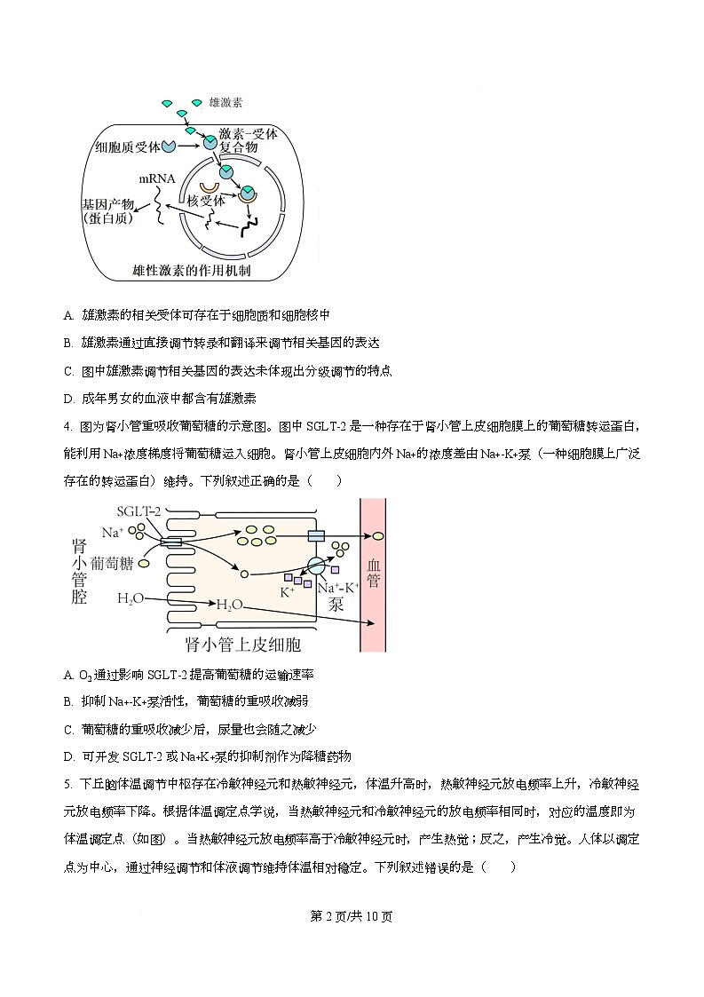 湖北省武汉市武昌区湖北省武昌实验中学2025-2026学年高二上学期12月月考生物试题（原卷版）第2页