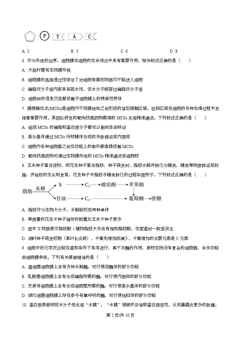 四川省内江市第六中学2025—2026学年高一上学期第二次月考生物试题（原卷版）第2页
