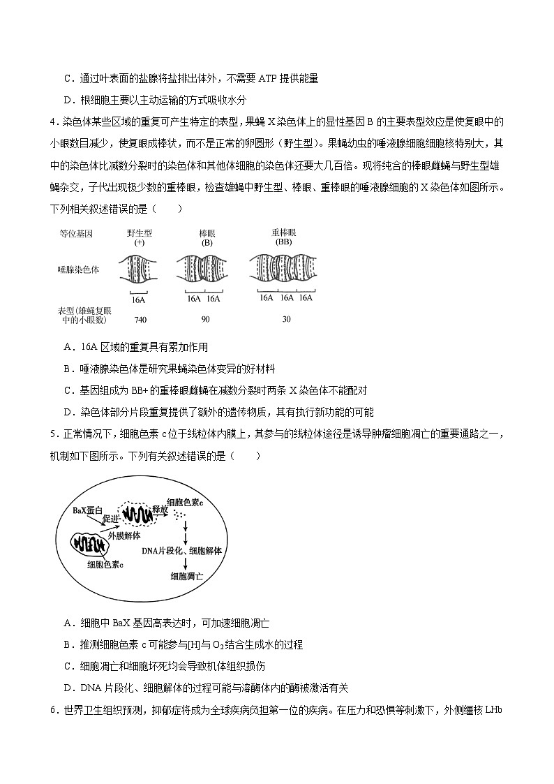 江西省景德镇一中2025-2026学年高二上学期期中考试生物（19、20班）试卷（Word版附答案）第2页
