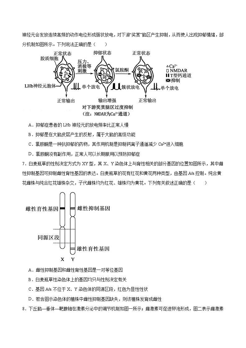 江西省景德镇一中2025-2026学年高二上学期期中考试生物（19、20班）试卷（Word版附答案）第3页