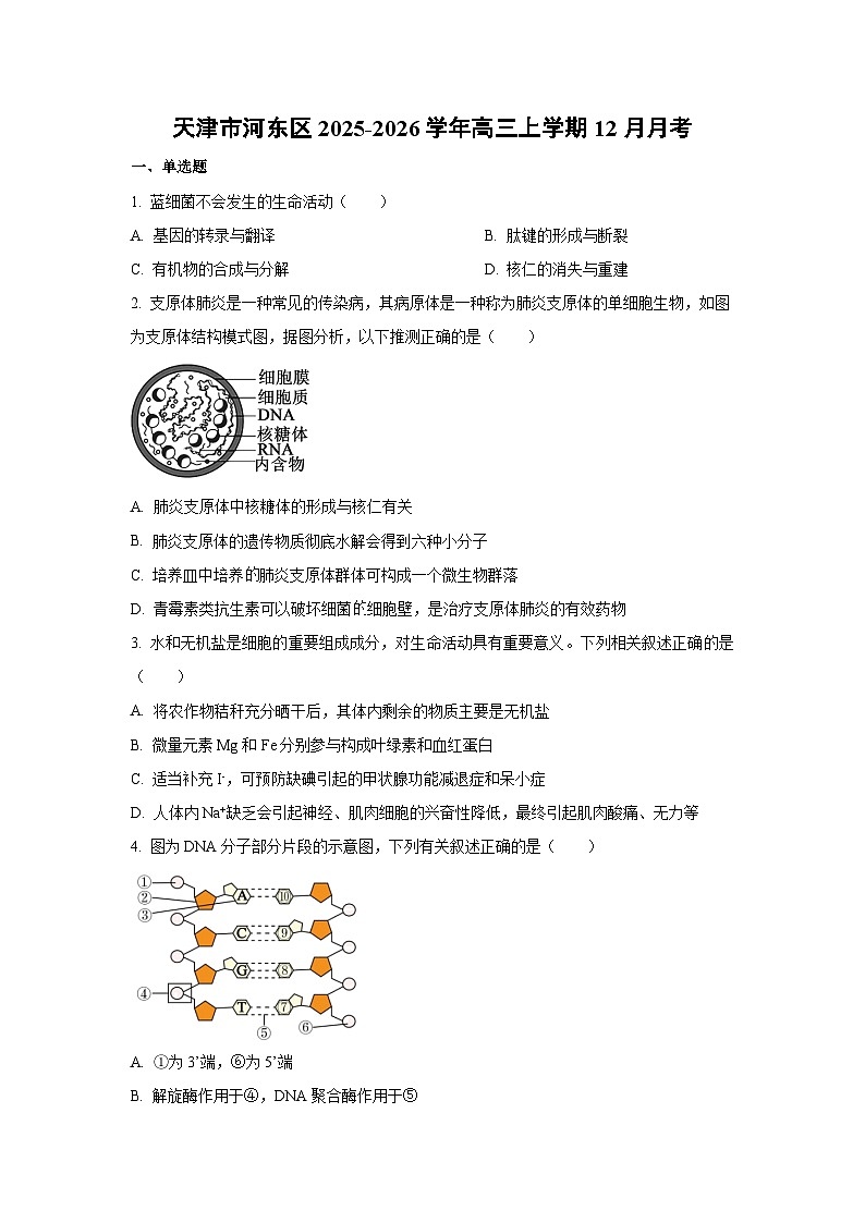 2025-2026学年天津市河东区高三上学期12月月考生物试卷（学生版）第1页