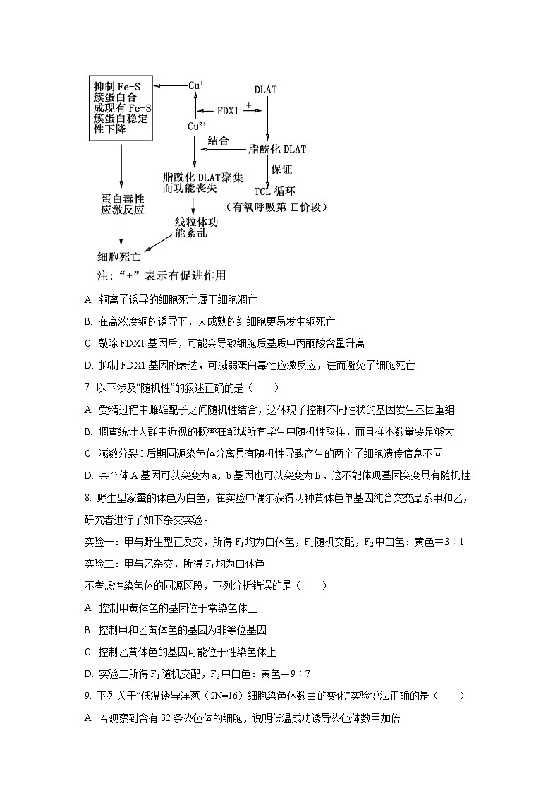 2025-2026学年山东省邹城市高三上学期期中生物试卷（学生版）第3页