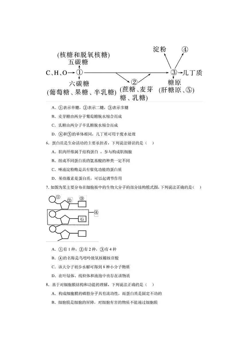 东莞市众美中学2025-一2026学年度高一上学期12月考试生物学试卷及答案第3页