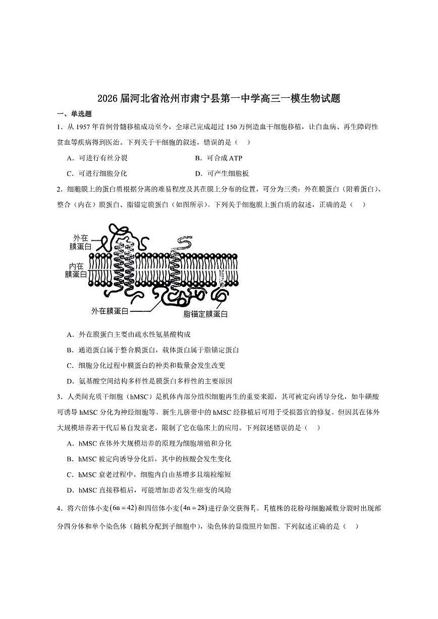 2026届河北省沧州市肃宁县第一中学高三上学期一模生物试卷（有答案）第1页