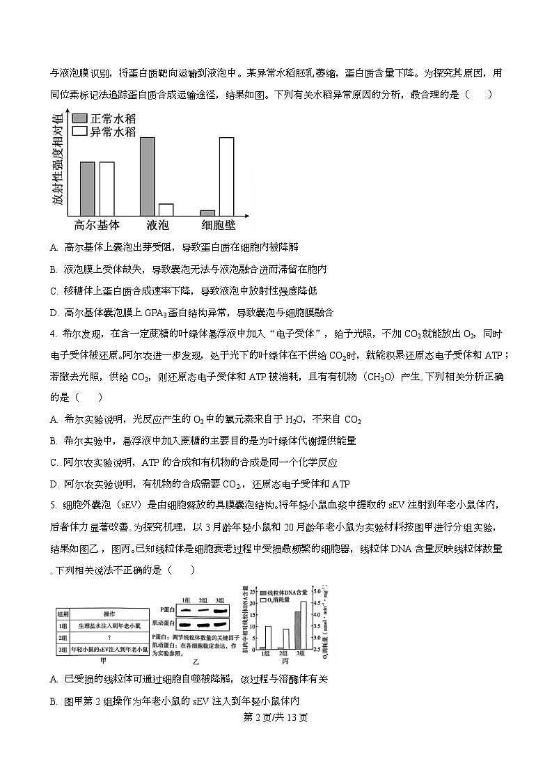 重庆市沙坪坝区重庆市第一中学校2025-2026学年高三上学期12月月考生物试题 Word版无答案第2页
