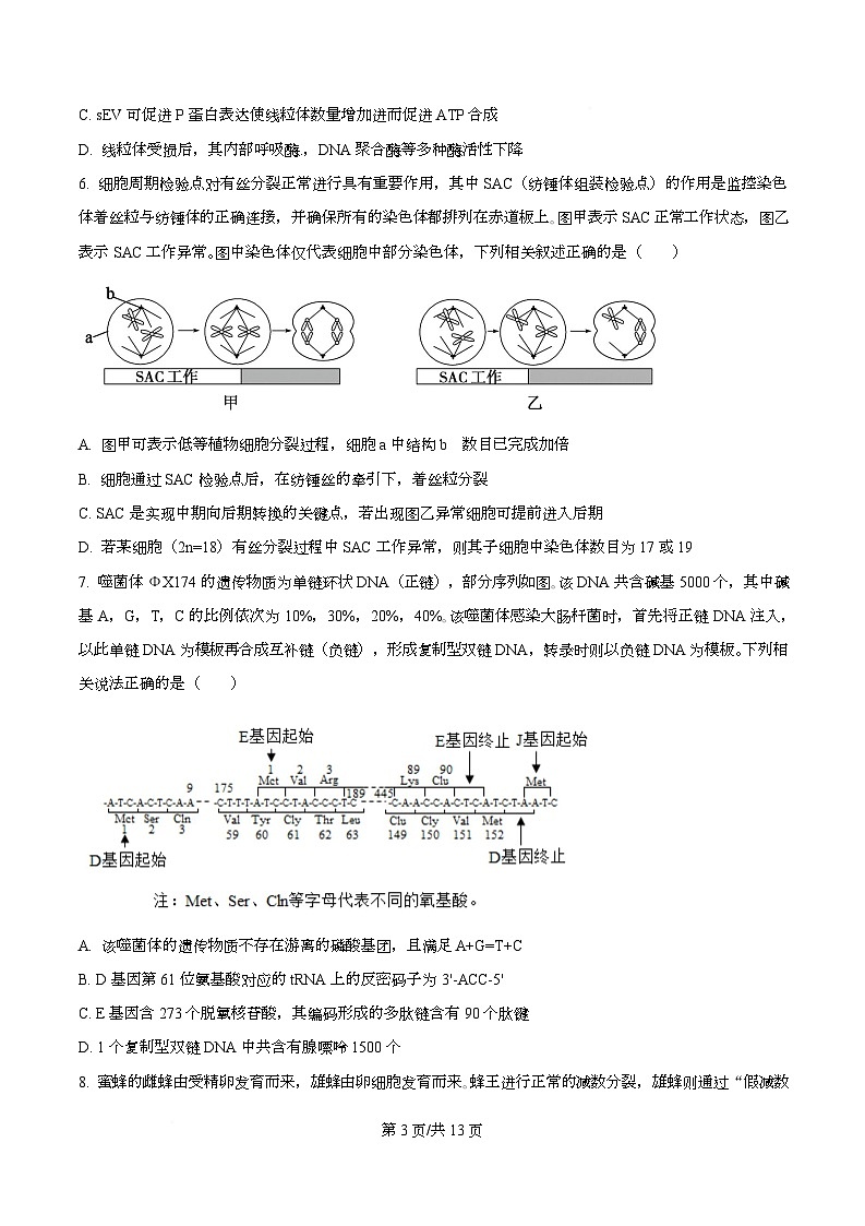 重庆市沙坪坝区重庆市第一中学校2025-2026学年高三上学期12月月考生物试题 Word版无答案第3页