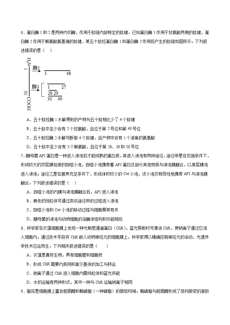山东省青岛市重点高中2025-2026学年高一上学期12月调研考试 生物(含答案）第2页