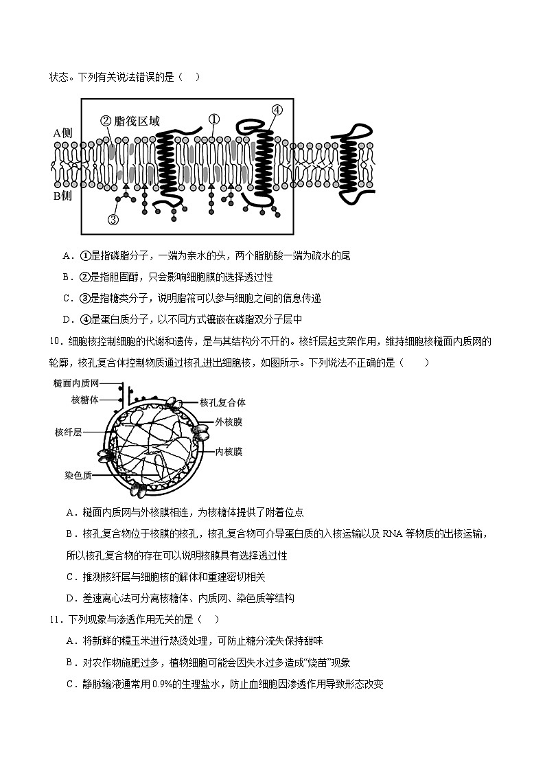 山东省青岛市重点高中2025-2026学年高一上学期12月调研考试 生物(含答案）第3页