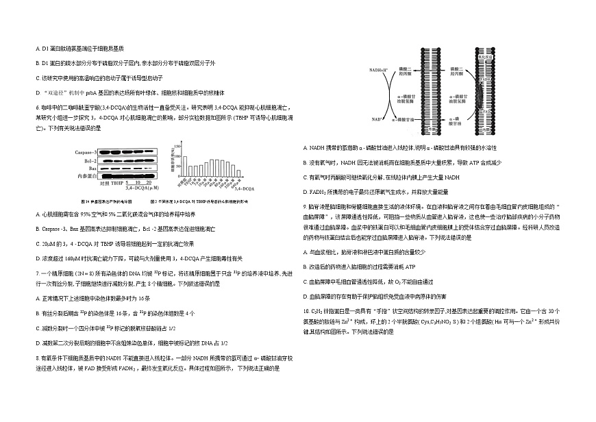 重庆市2026届高三上学期12月第四次质量检测生物试卷（Word版附解析）第2页