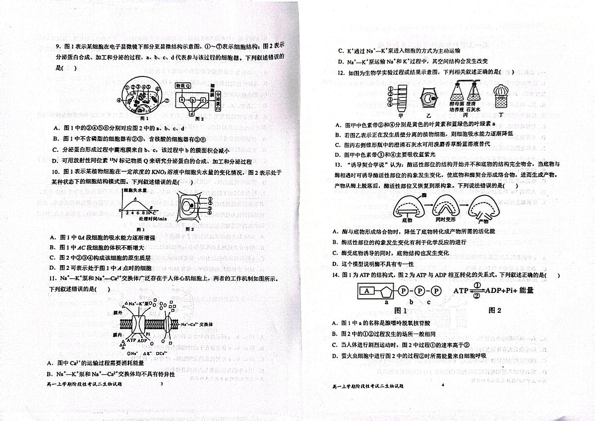 山东省宁阳县第四中学2025-2026学年高一上学期1月测试生物试题（月考）第2页