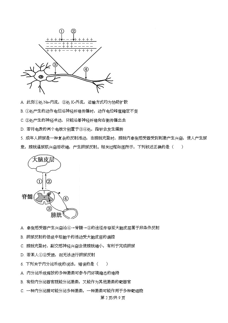 安徽省芜湖市第一中学2025-2026学年高二上学期12月期中考试生物试题（原卷版）第2页