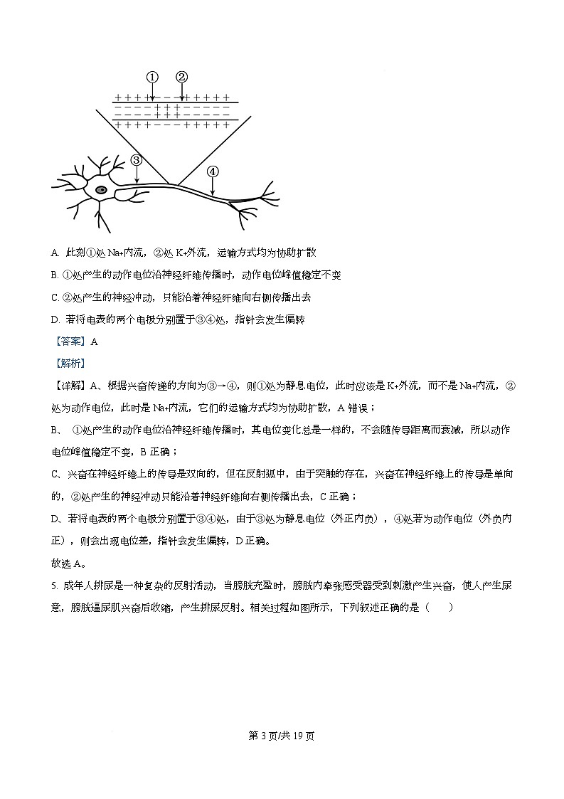 安徽省芜湖市第一中学2025-2026学年高二上学期12月期中考试生物试题 Word版含解析第3页