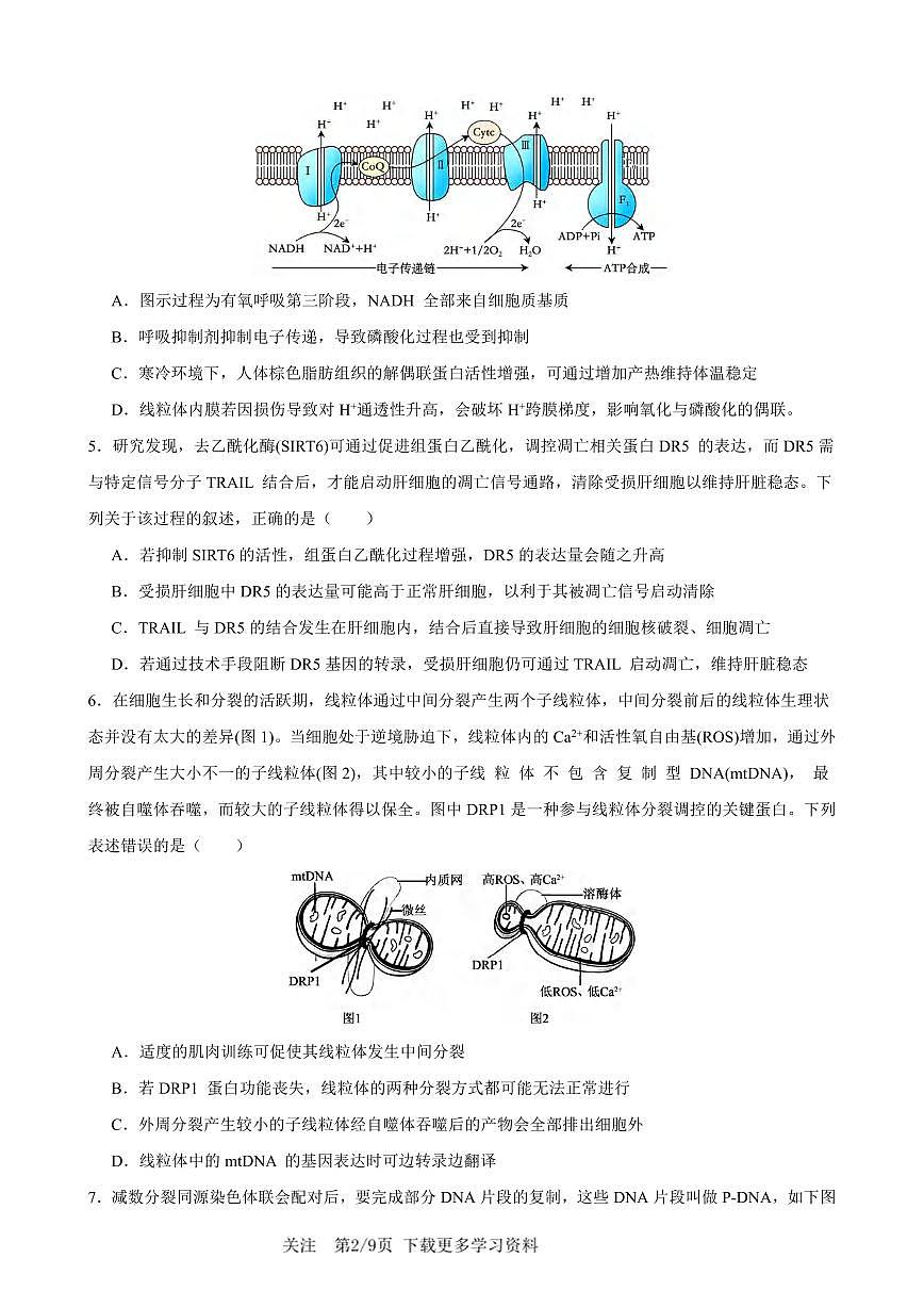 生物丨重庆市2026届高三上学期1月康德高考模拟调研卷（一）试卷及答案第2页
