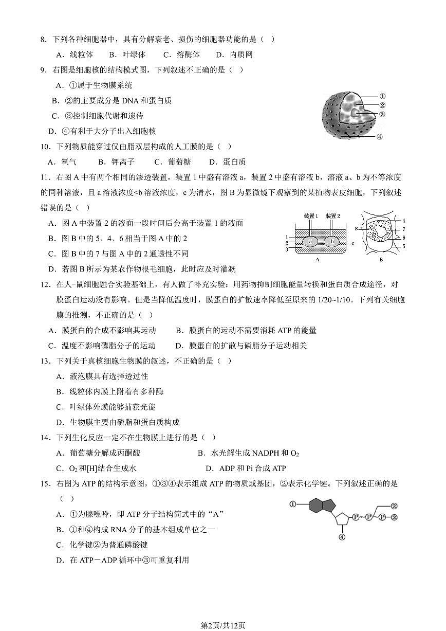 2024北京北京中学高一上12月月考生物试卷（教师版）第2页