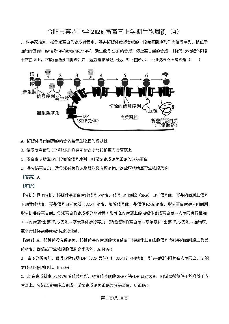 安徽省合肥市第八中学2025-2026学年高三上学期周测（4）生物试卷 Word版含解析第1页