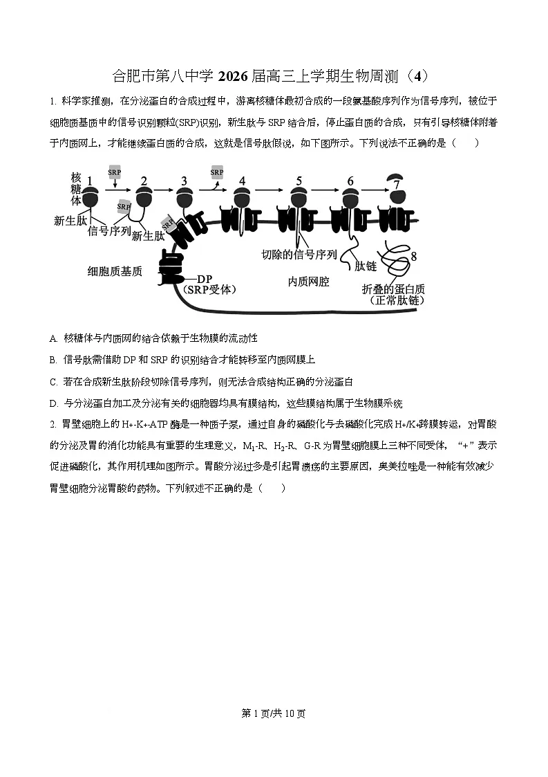安徽省合肥市第八中学2025-2026学年高三上学期周测（4）生物试卷（原卷版）第1页
