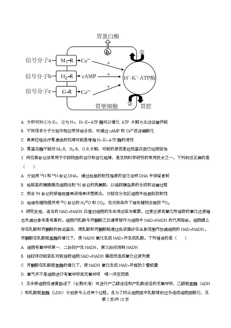 安徽省合肥市第八中学2025-2026学年高三上学期周测（4）生物试卷（原卷版）第2页