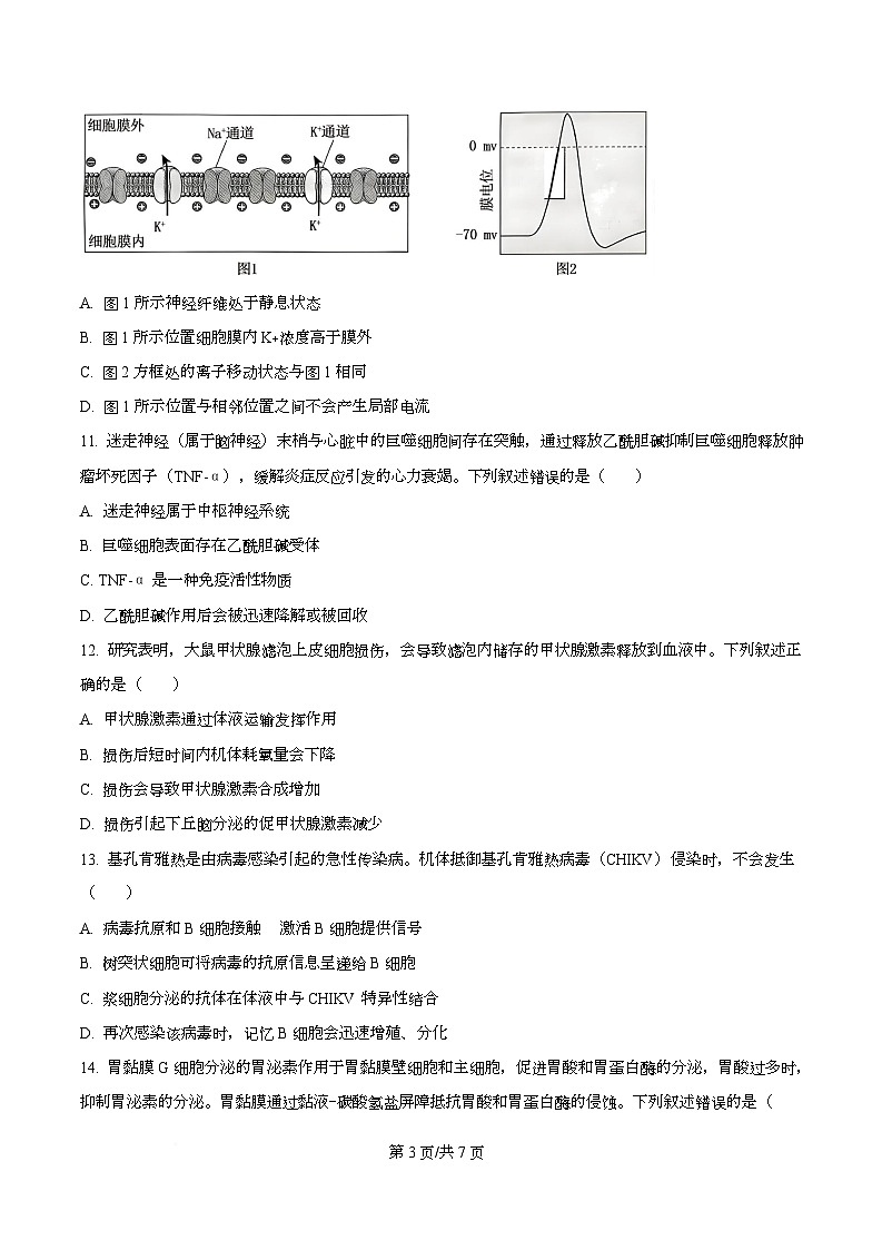 安徽省合肥市第八中学2025-2026学年高三上学期生物周测9（原卷版）第3页