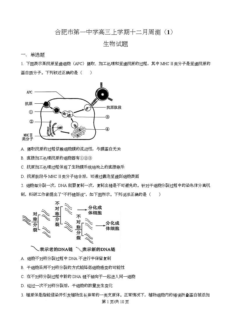安徽省合肥市第一中学2025-2026学年高三上学期12月周测1生物试题（原卷版）第1页