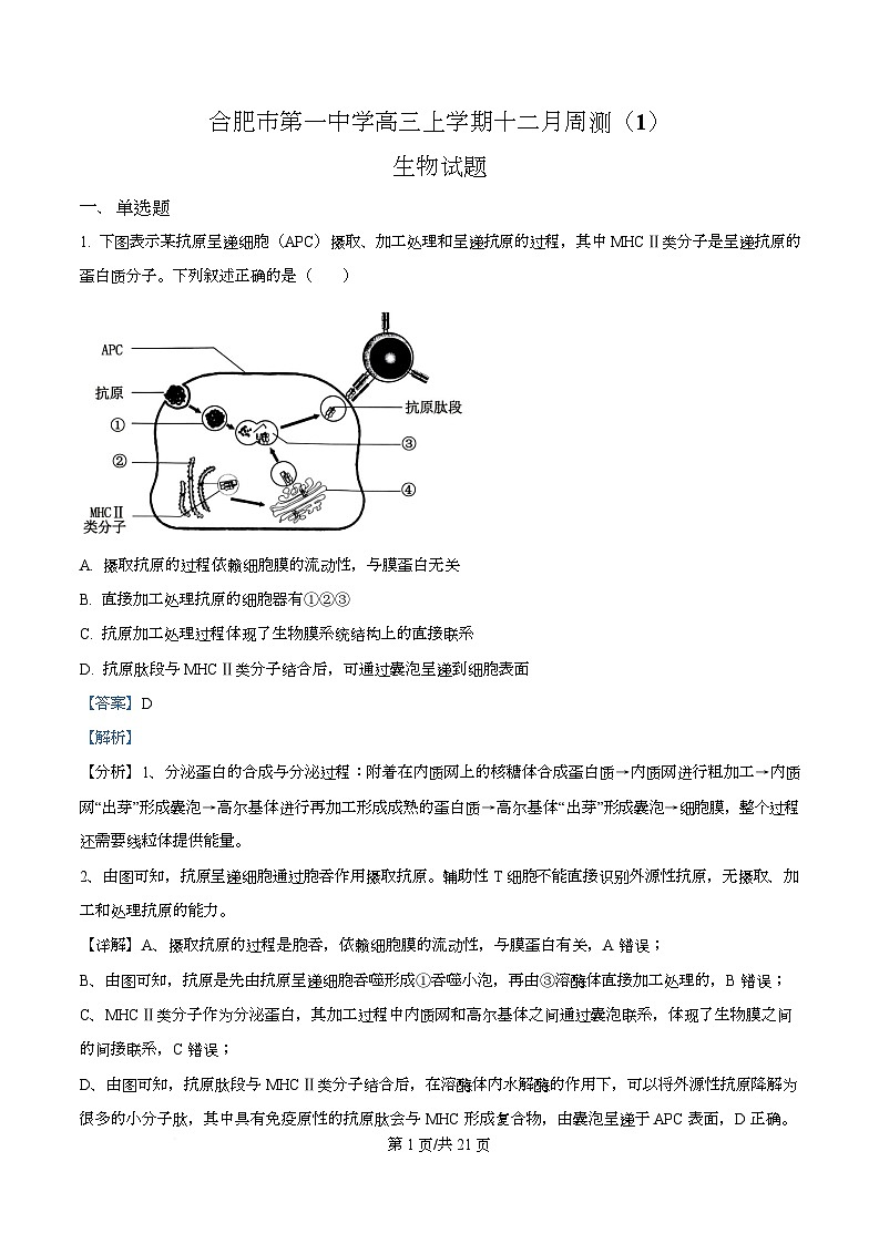 安徽省合肥市第一中学2025-2026学年高三上学期12月周测1生物试题 Word版含解析第1页