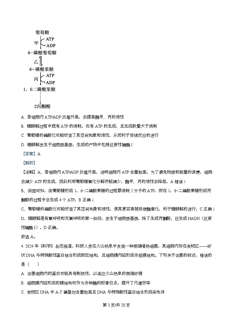 安徽省A10联盟2025-2026学年高三上学期12月学情检测生物A试题  Word版含解析第3页
