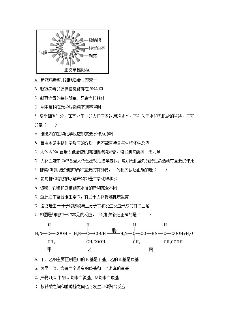 2025-2026学年辽宁省锦州省重点高一上学期期中生物试卷（学生版）第2页