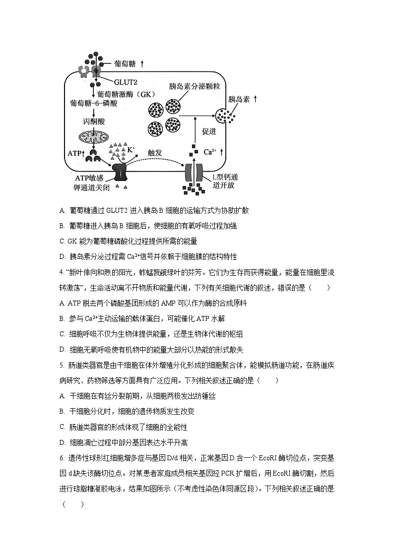 2025-2026学年贵州省部分学校高三上学期12月月考生物试卷（学生版）第2页