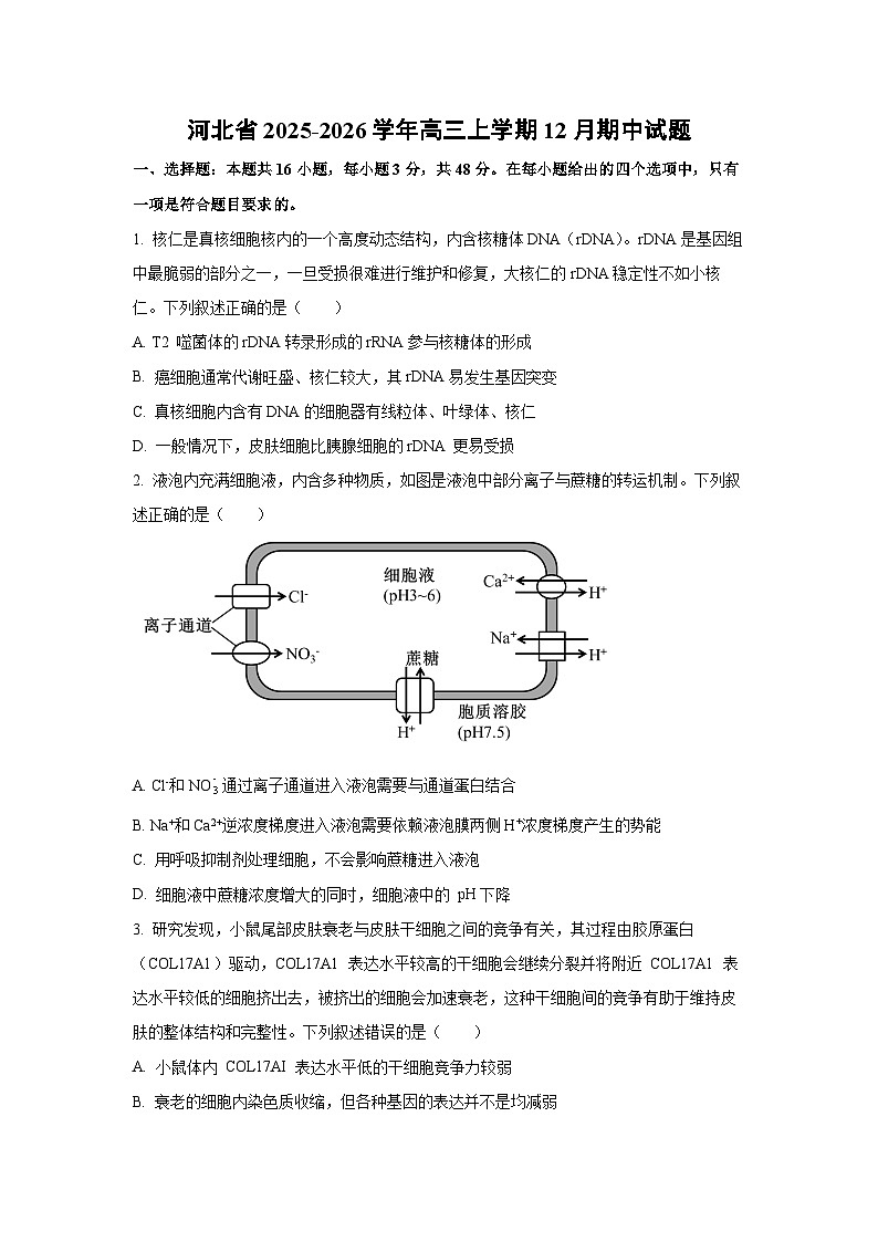 2025-2026学年河北省高三上学期12月期中生物试卷（学生版）第1页