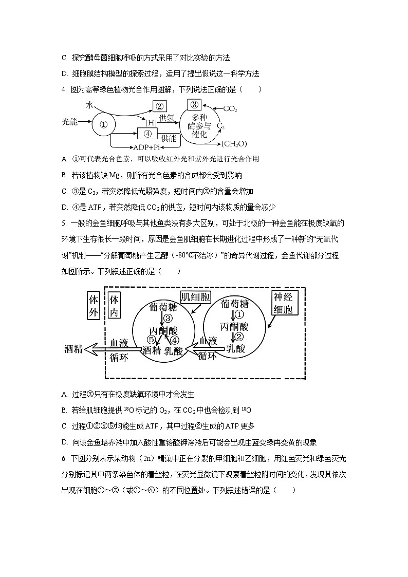 2025-2026学年河北省保定市五校高一上学期11月期中生物试卷（学生版）第2页