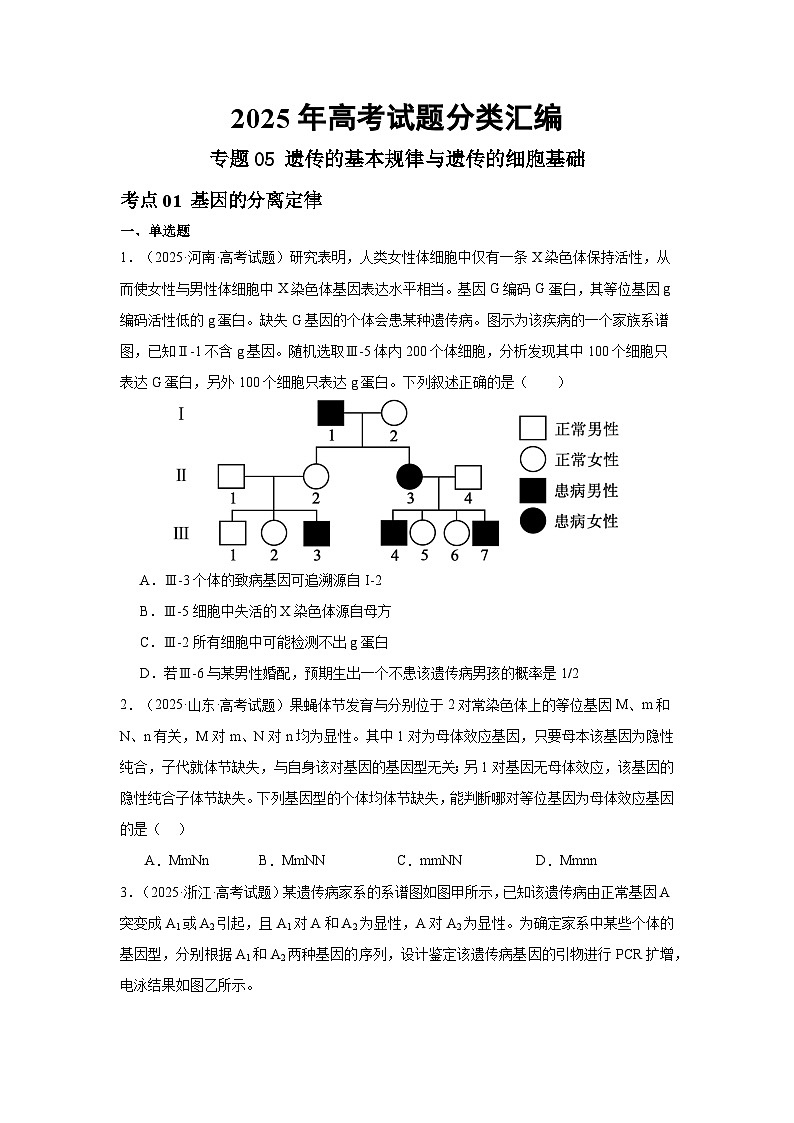 2025年高考生物试题分类汇编 专题05  遗传的基本规律与遗传的细胞基础第1页