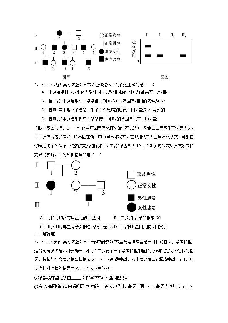 2025年高考生物试题分类汇编 专题05  遗传的基本规律与遗传的细胞基础第2页