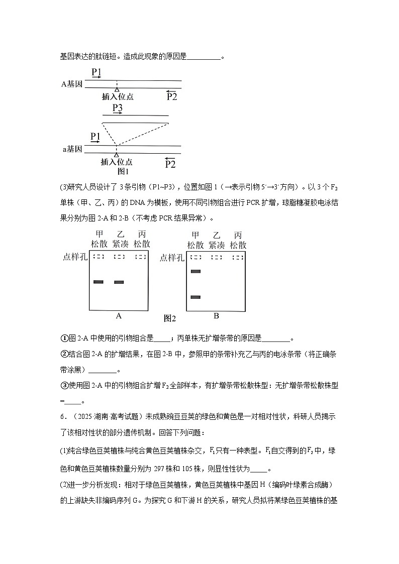2025年高考生物试题分类汇编 专题05  遗传的基本规律与遗传的细胞基础第3页